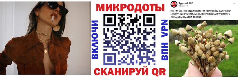 Псилоцибиновые грибы Psilocybe  Владикавказ 